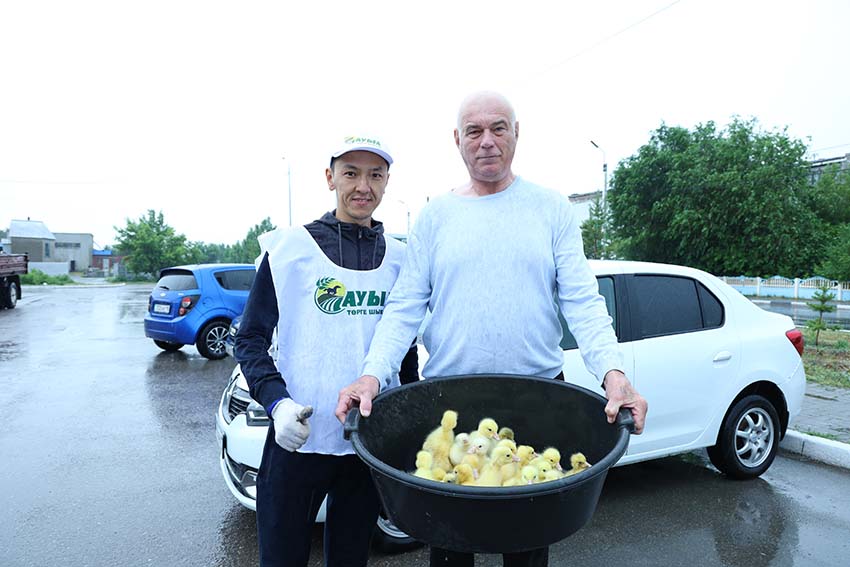 “Ауыл” партиясының өкілдері тұрғындарға үш жүз бас қаз балапанын үлестірді