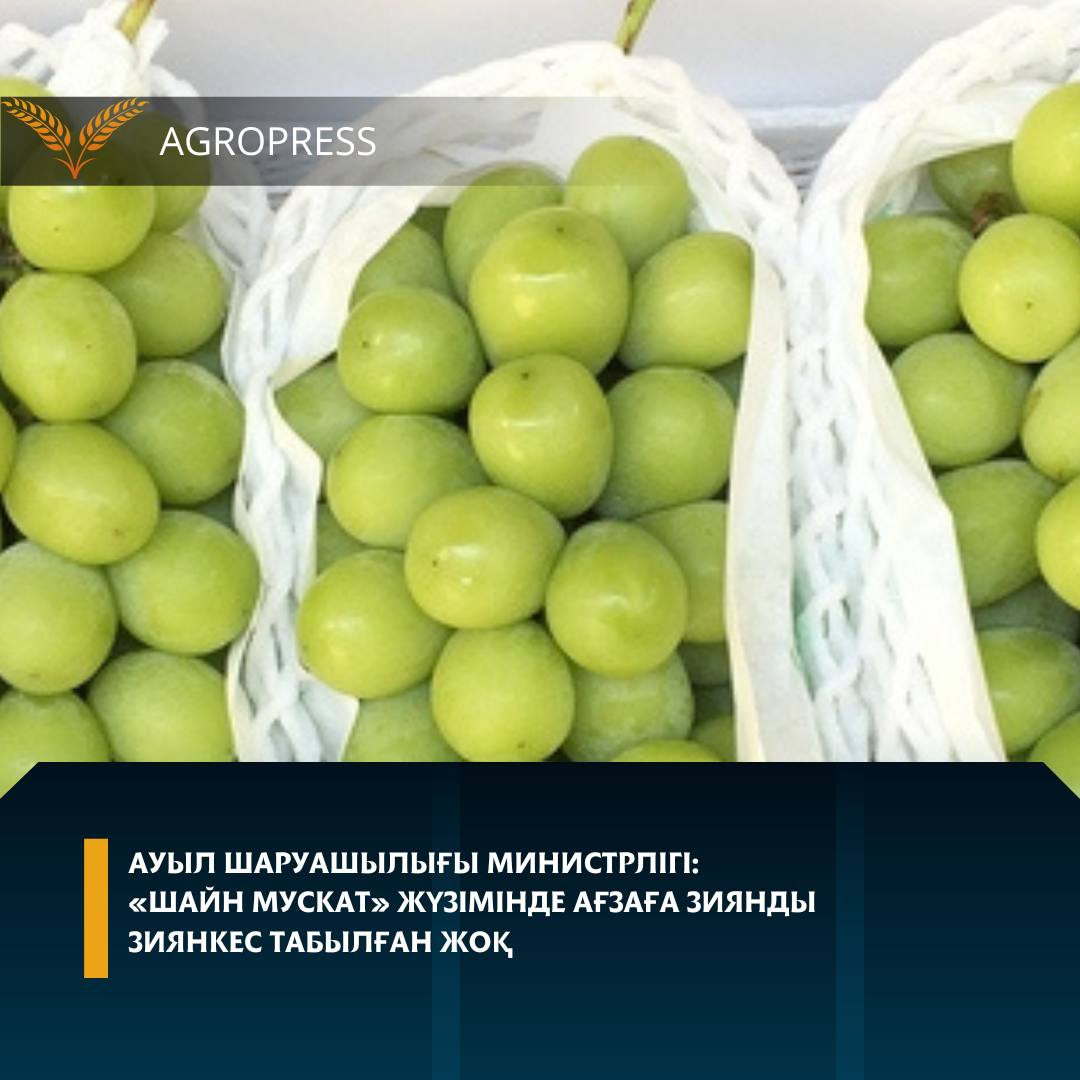 Ауыл шаруашылығы министрлігі: «Шайн мускат» жүзімінде ағзаға зиянды зиянкес табылған жоқ