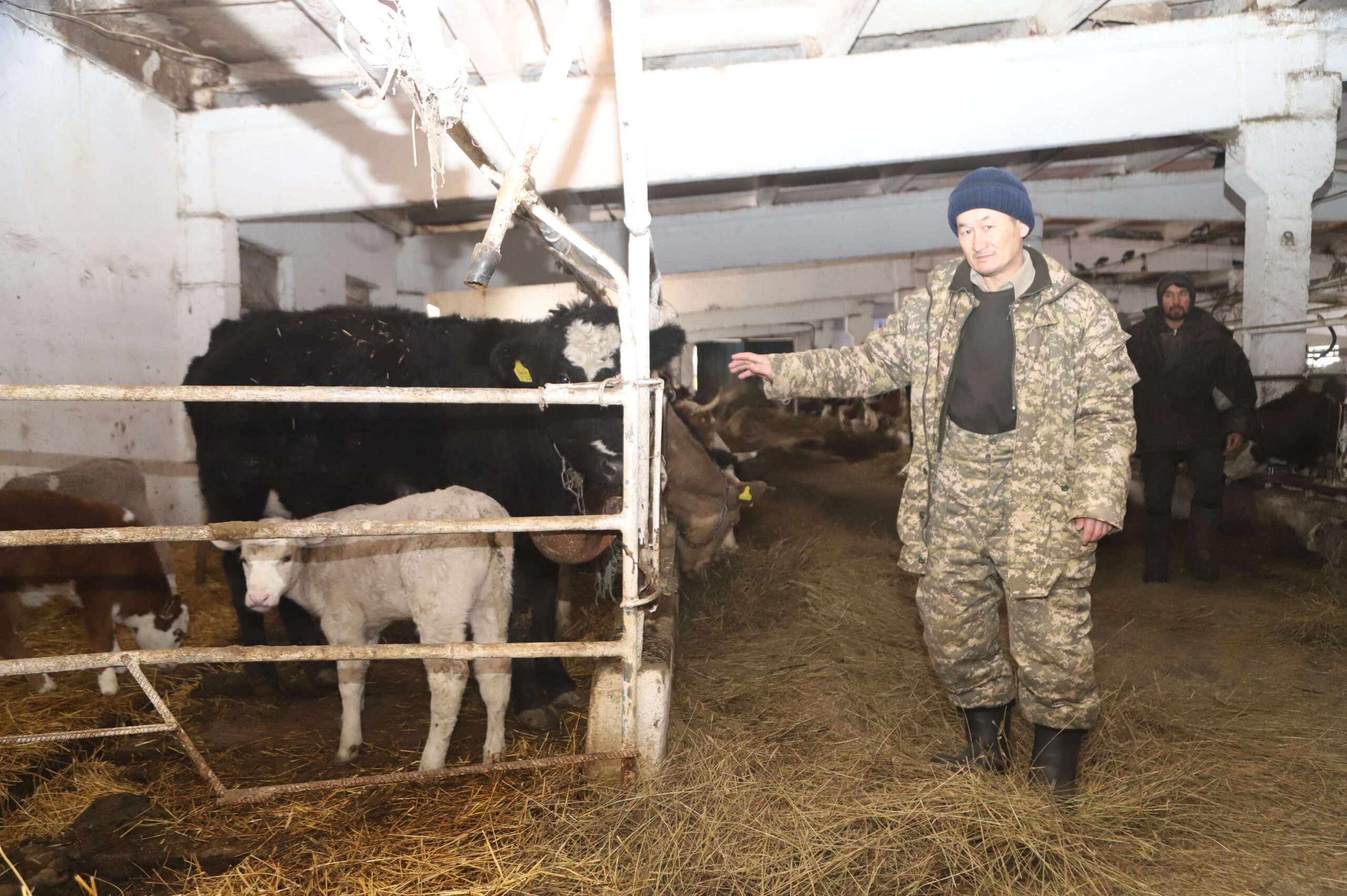 Қамыстылық еңбек адамы Астанаға барып, мал шаруашылығы саласында білімін жетілдіріп келді