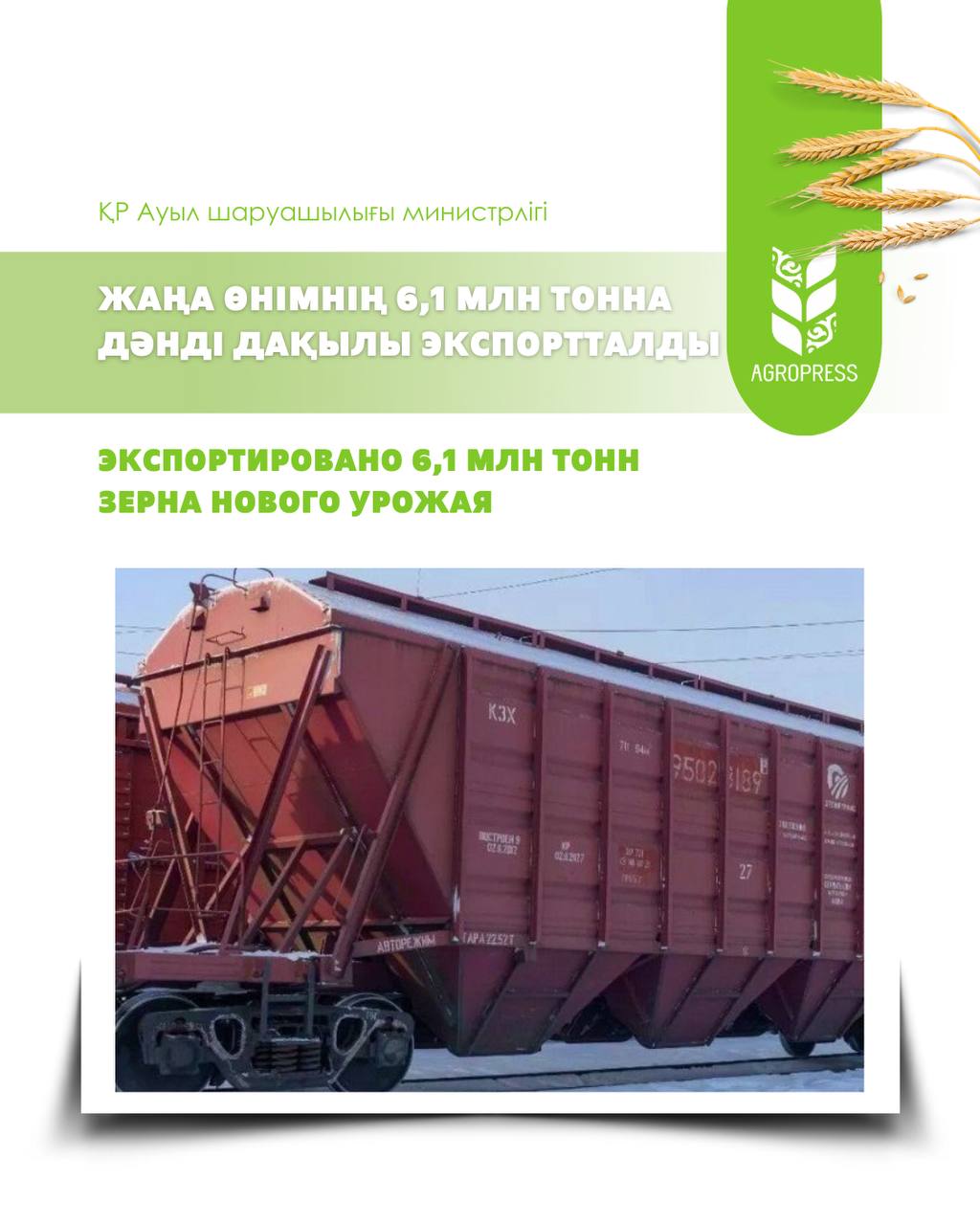 Жаңа өнімнің 6,1 млн тонна дәнді дақылы экспортталды
