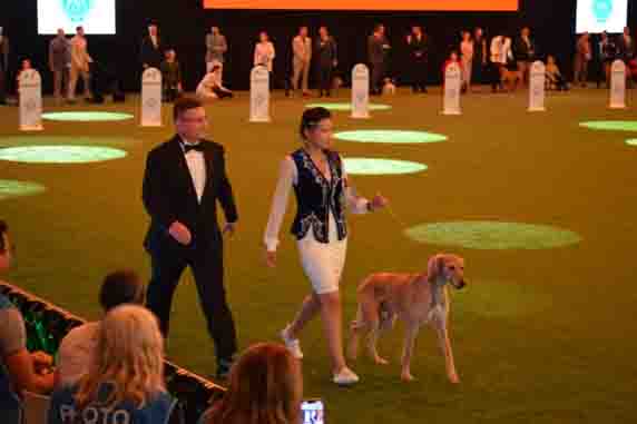 Қазақы тазы Болоньяда өткен World Dog Show 2026 көрмесінде салтанатты түрде таныстырылды