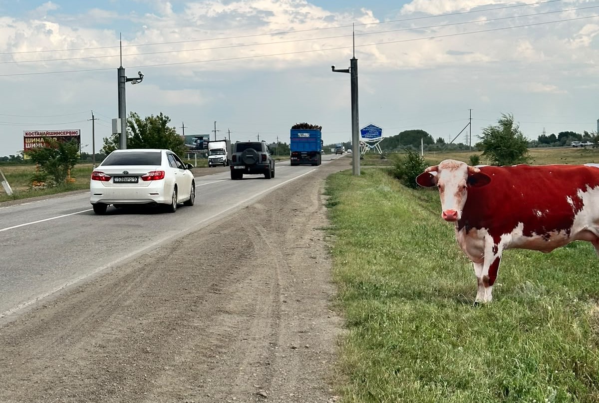 Жол бойындағы жануарлардың макеті. Өмірді сақтаудың қарапайым әрі тиімді жолы
