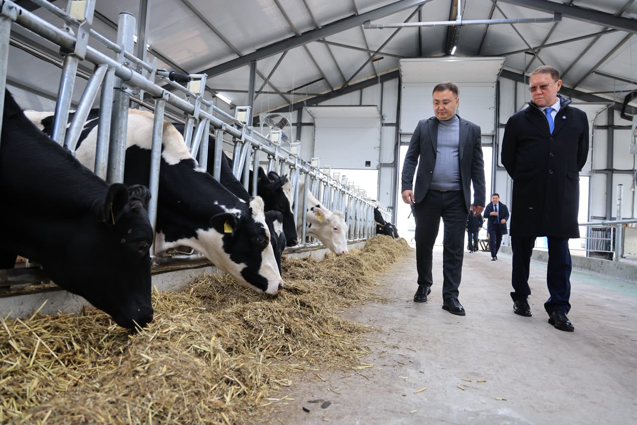 Қостанай ауданында 3,2 миллиард теңгеге сүт фермасы ашылды